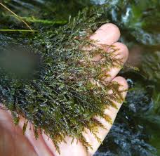 Attēlu rezultāti vaicājumam “Leptodictyum riparium”