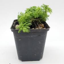 Attēlu rezultāti vaicājumam “Hottonia palustris fruit”