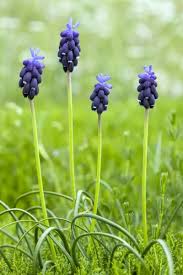 Attēlu rezultāti vaicājumam “Muscari botryoides”