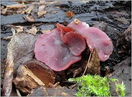 Attēlu rezultāti vaicājumam “Ascocoryne cylichnium”