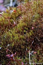 Attēlu rezultāti vaicājumam “Ceratodon purpureus”