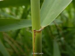 Attēlu rezultāti vaicājumam “Phragmites communis leaf”