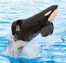 Image result for Orcinus orca
