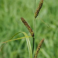 Attēlu rezultāti vaicājumam “Carex acutiformis leaf”