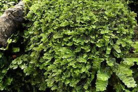 Attēlu rezultāti vaicājumam “Chiloscyphus pallescens”