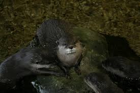 Image result for Eltham Otters