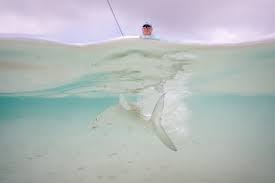 Image result for Albula glossodonta