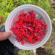 Attēlu rezultāti vaicājumam “Sambucus racemosa fruit”