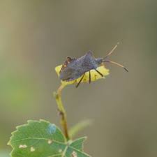 Attēlu rezultāti vaicājumam “Coreus marginatus imago”