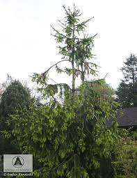 Attēlu rezultāti vaicājumam “Picea abies fo. virgata”