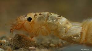 Attēlu rezultāti vaicājumam “Heptagenia sulphurea female”