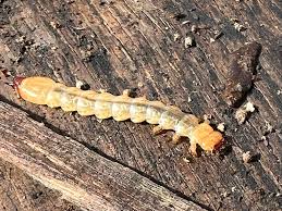 Attēlu rezultāti vaicājumam “Pyrochroidae larva”