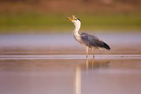 Attēlu rezultāti vaicājumam “Ardea cinerea”