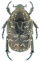 Attēlu rezultāti vaicājumam “Liocola lugubris”