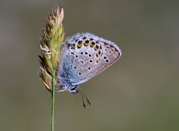 Attēlu rezultāti vaicājumam “Plebejus argus”