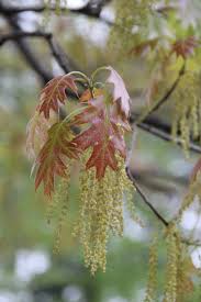 Attēlu rezultāti vaicājumam “Quercus rubra flower”
