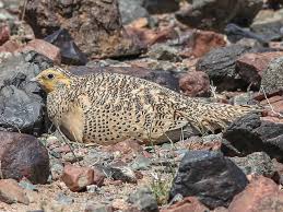 Image result for Syrrhaptes paradoxus