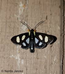 Attēlu rezultāti vaicājumam “Octospora splachnophila”