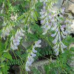 Attēlu rezultāti vaicājumam “Vicia sylvatica leaf”