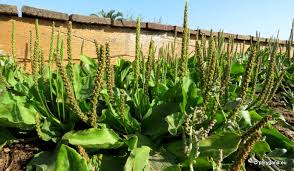 Attēlu rezultāti vaicājumam “Plantago major subsp. intermedia”