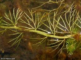 Attēlu rezultāti vaicājumam “Utricularia intermedia bud”
