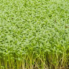 Image result for Gartenkresse