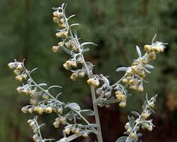 Attēlu rezultāti vaicājumam “Artemisia absinthium flower”