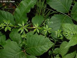 Attēlu rezultāti vaicājumam “Galium triflorum leaf”