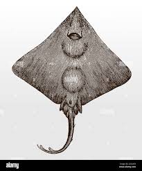 Image result for Dipturus batis