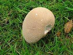 Attēlu rezultāti vaicājumam “Calvatia excipuliformis”