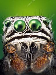 Attēlu rezultāti vaicājumam “Evarcha falcata”