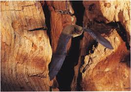 Attēlu rezultāti vaicājumam “Agonopterix hypericella imago”