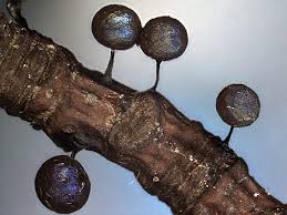 Attēlu rezultāti vaicājumam “Lamproderma arcyrioides”