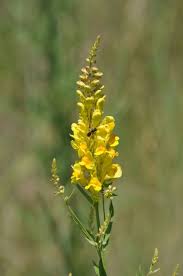 Attēlu rezultāti vaicājumam “Linaria loeselii”