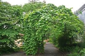 Attēlu rezultāti vaicājumam “Aristolochia durior”