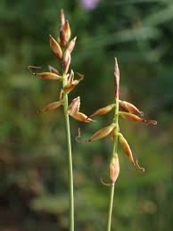 Attēlu rezultāti vaicājumam “Carex pulicaris”