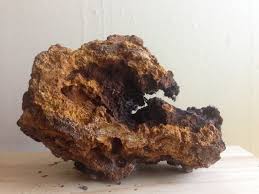 Attēlu rezultāti vaicājumam “Inonotus obliquus”