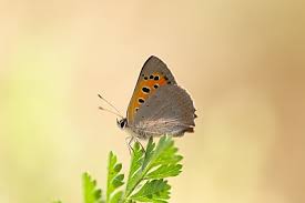 Attēlu rezultāti vaicājumam “Lycaena phlaeas”