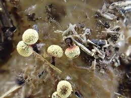 Attēlu rezultāti vaicājumam “Physarum oblatum”