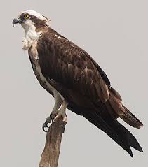 Image result for Pandion haliaetus