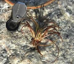 Attēlu rezultāti vaicājumam “Isoetes lacustris leaf”