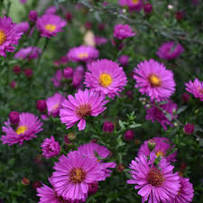 Image result for Aster novi-belgii