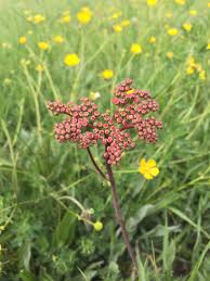 Attēlu rezultāti vaicājumam “Filipendula vulgaris fruit”