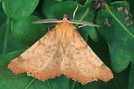 Attēlu rezultāti vaicājumam “Ennomos autumnaria male”