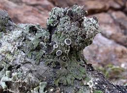 Attēlu rezultāti vaicājumam “Physconia distorta”