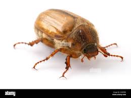 Attēlu rezultāti vaicājumam “Amphimallon solstitiale”