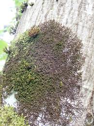 Attēlu rezultāti vaicājumam “Frullania dilatata”