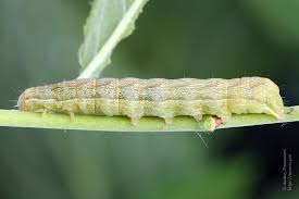 Attēlu rezultāti vaicājumam “Cerastis leucographa”