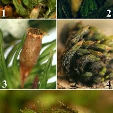 Attēlu rezultāti vaicājumam “Orthotrichum, Nyholmiella”