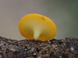 Attēlu rezultāti vaicājumam “Ombrophila violacea”